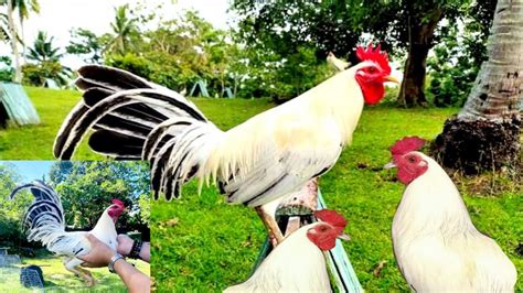 Beautiful Kanawayon Gamefowl .